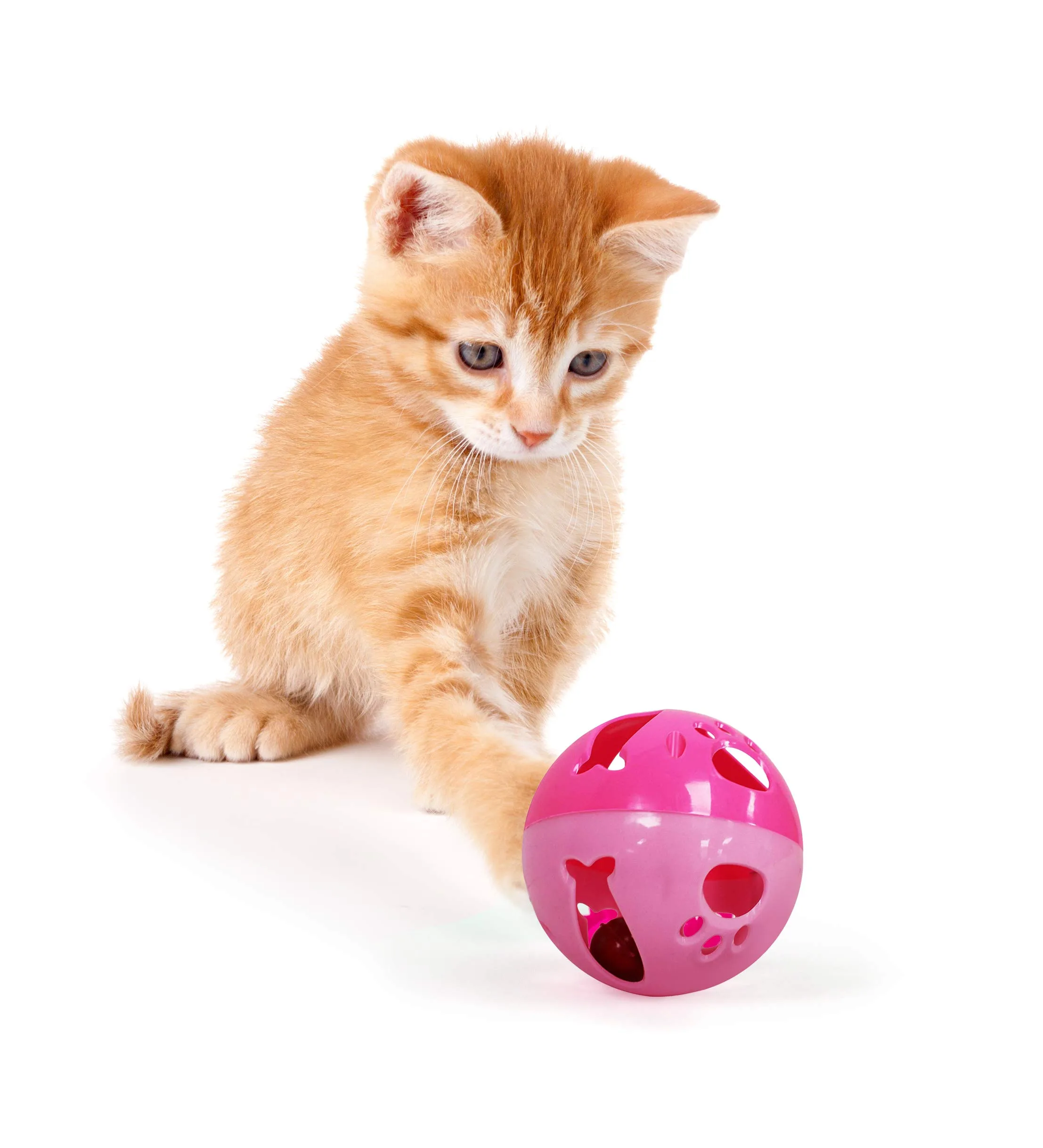 Cat Ball 1 piece